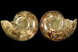 Rare, Ammonite (Argonauticeras) - Befandriana, Madagascar #168520-9